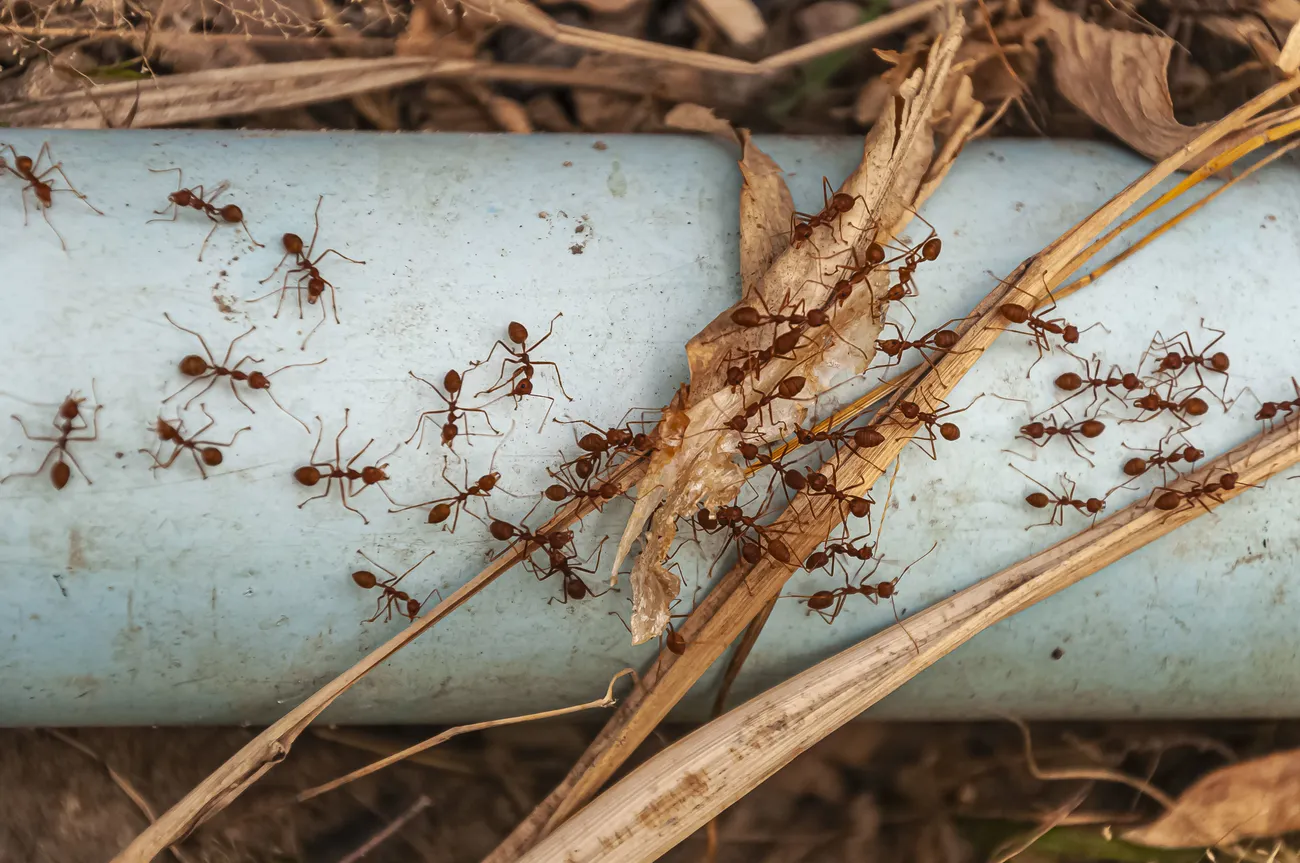 Ants swarming, the kind Pallas Pest eliminates from St. George homes