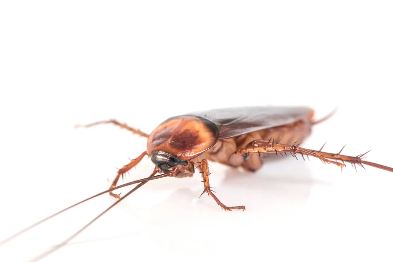 A cockroach, the kind Pallas Pest eliminates from St. George homes