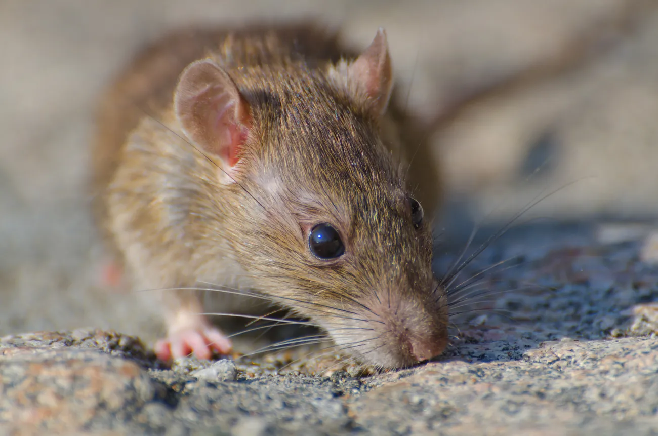 A rodent, the kind Pallas Pest keeps out of St. George homes