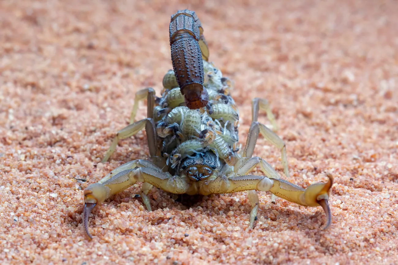 A desert scorpion, a signature Southern Utah pest Pallas Pest controls