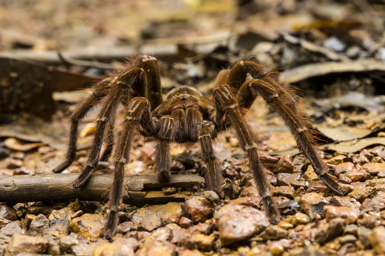 A large spider like the ones Pallas Pest clears from St. George homes