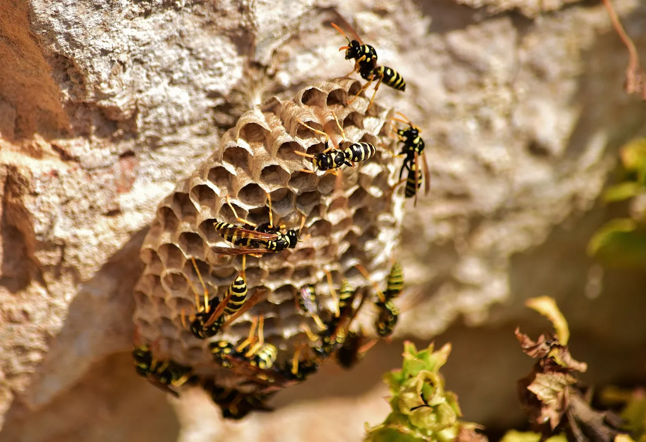 Paper wasps on a nest, safely removed by Pallas Pest